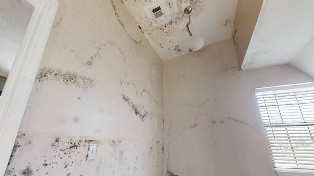 Best Residential Mold Inspection & Testing  in Orient, NY