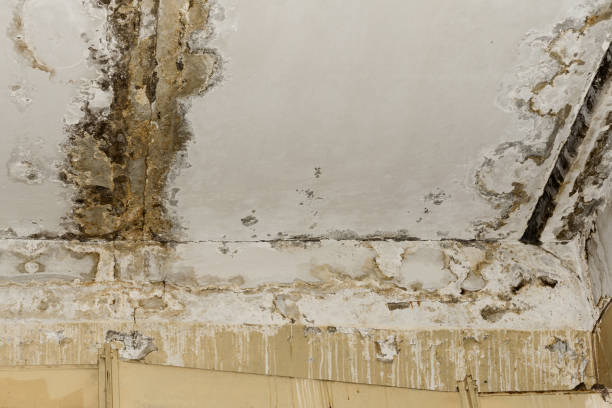 Trusted Orient, NY Mold Removal Experts