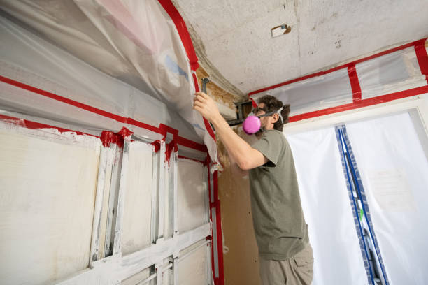 Best Mold Damage Restoration  in Orient, NY