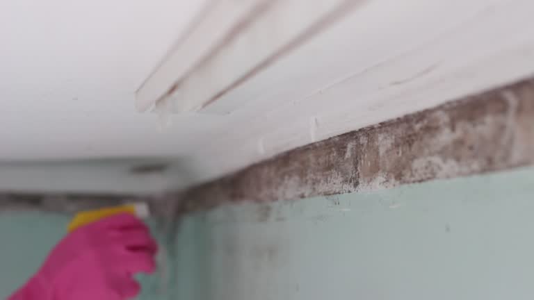 Best Environmental Consulting for Mold Prevention  in Orient, NY
